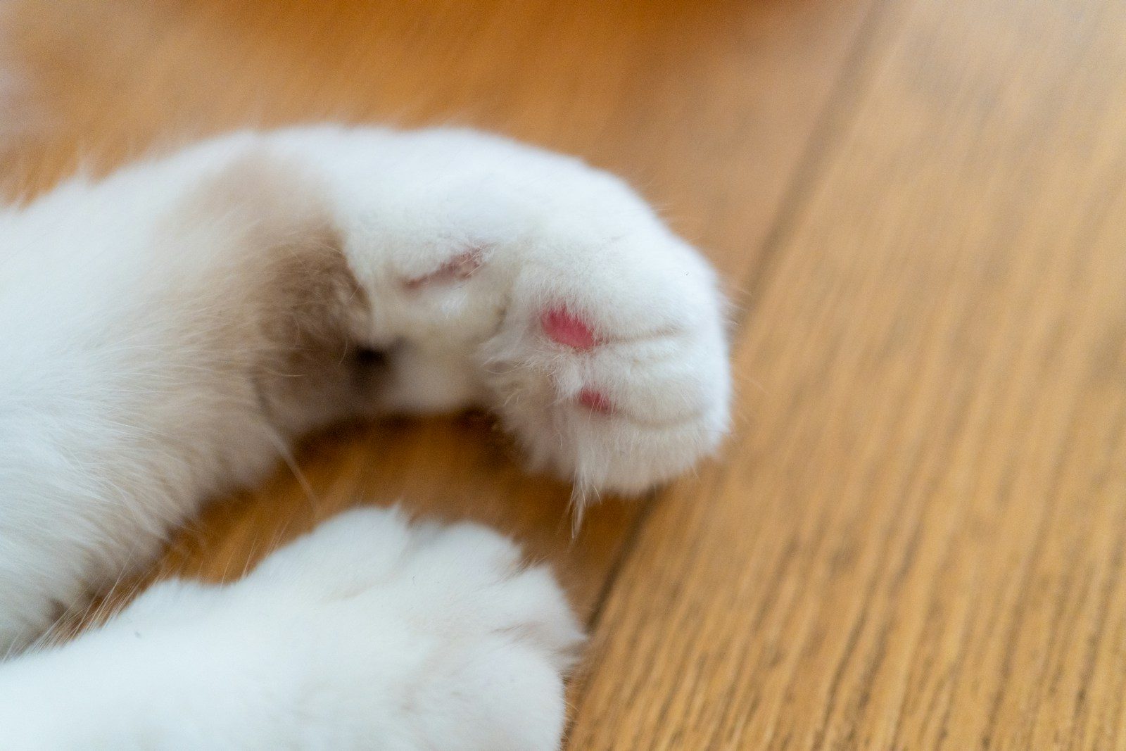 A white cat laying on top of a wooden floor